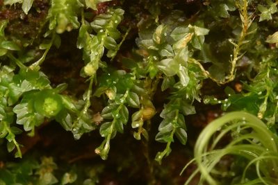 Tetraphis pellucida, photographed by Braden J. Judson