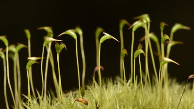 Dicranum scoparium, photographed by Braden J. Judson