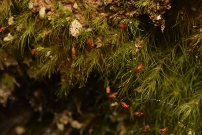 Dicranella heteromalla, photographed by Braden J. Judson