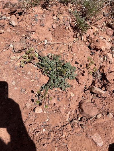 Cymopterus purpureus, photographed by Max Miley