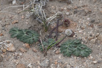 Cymopterus globosus, photographed by Trevor Van Loon