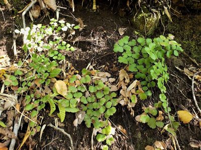 Adiantum chilense