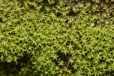 Dichodontium pellucidum, photographed by Braden J. Judson