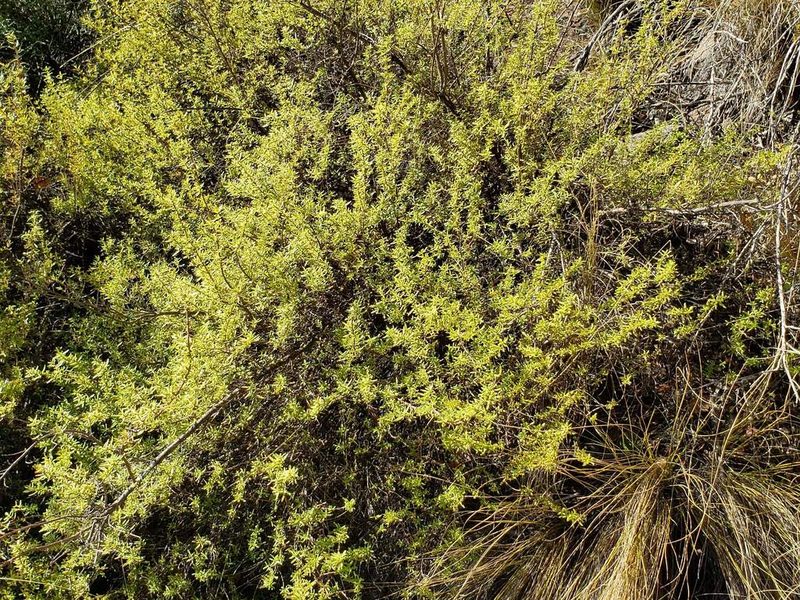 Clinopodium chilense, photographed by Cesar Ormazabal