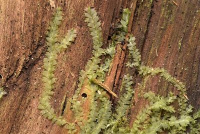 Lophocolea bidentata, photographed by Braden J. Judson