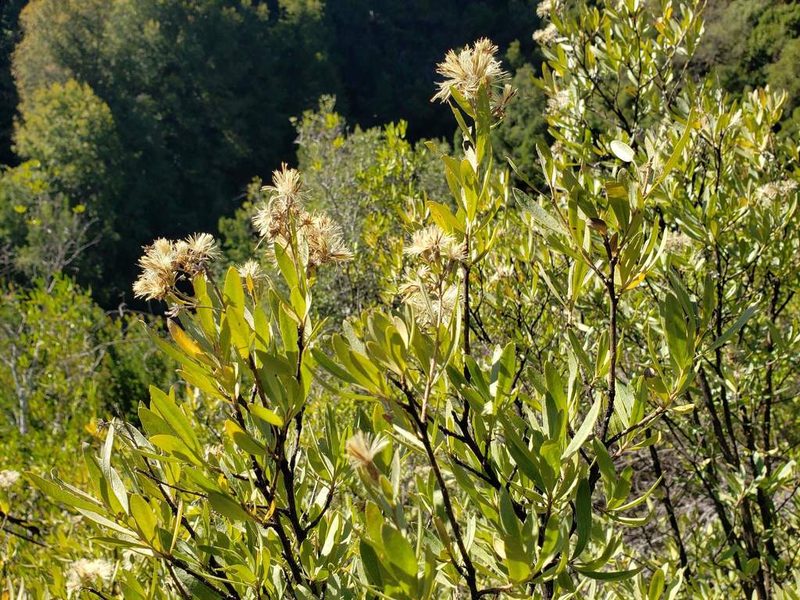 Gochnatia foliolosa, photographed by Cesar Ormazabal