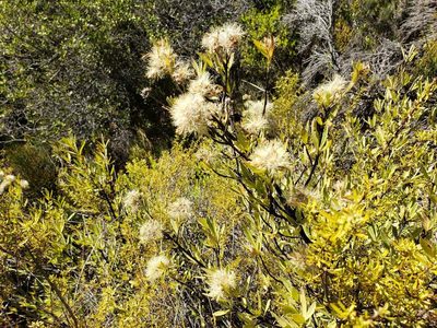 Gochnatia foliolosa, photographed by Cesar Ormazabal