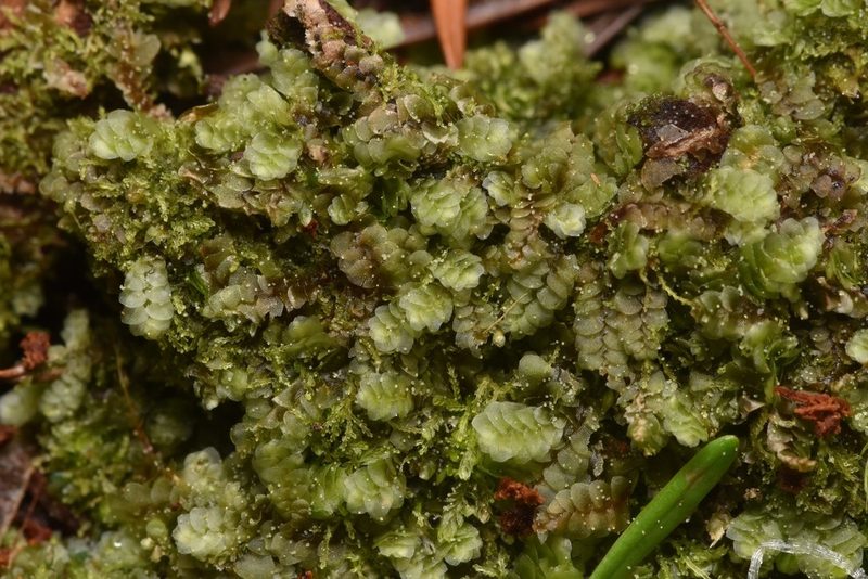Calypogeia muelleriana, photographed by Braden J. Judson