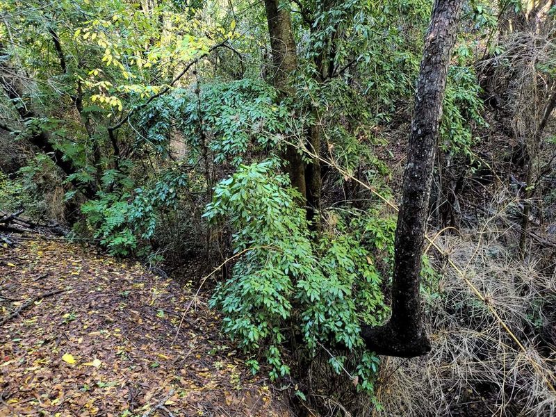 Laurelia sempervirens, photographed by Cesar Ormazabal