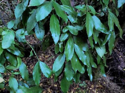 Laurelia sempervirens, photographed by Cesar Ormazabal