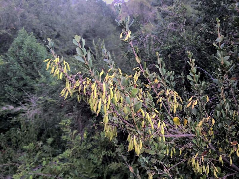 Lomatia dentata, photographed by Cesar Ormazabal