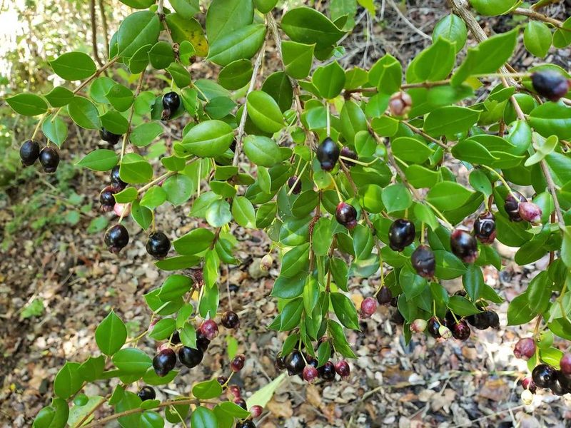 Luma apiculata, photographed by Cesar Ormazabal