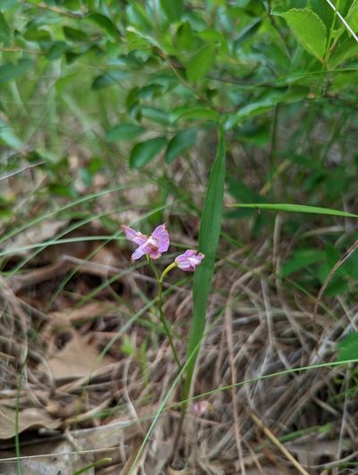 Calopogon oklahomensis, photographed by Michelle W. （鍾偉瑋）