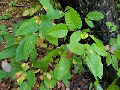 Nothofagus alpina, photographed by Cesar Ormazabal