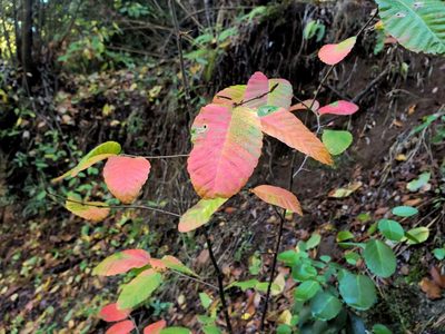 Nothofagus alpina, photographed by Cesar Ormazabal