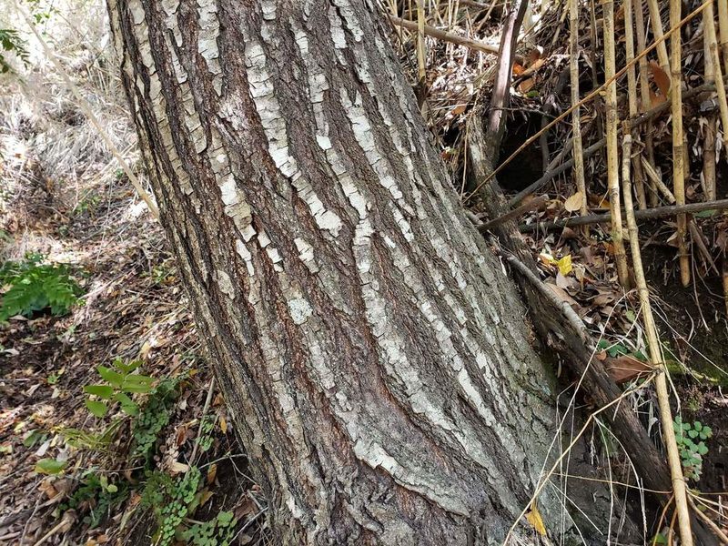 Nothofagus alpina, photographed by Cesar Ormazabal