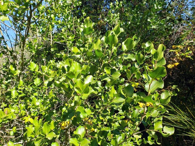 Quillaja saponaria, photographed by Cesar Ormazabal