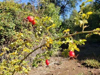 Rosa rubiginosa, photographed by Cesar Ormazabal