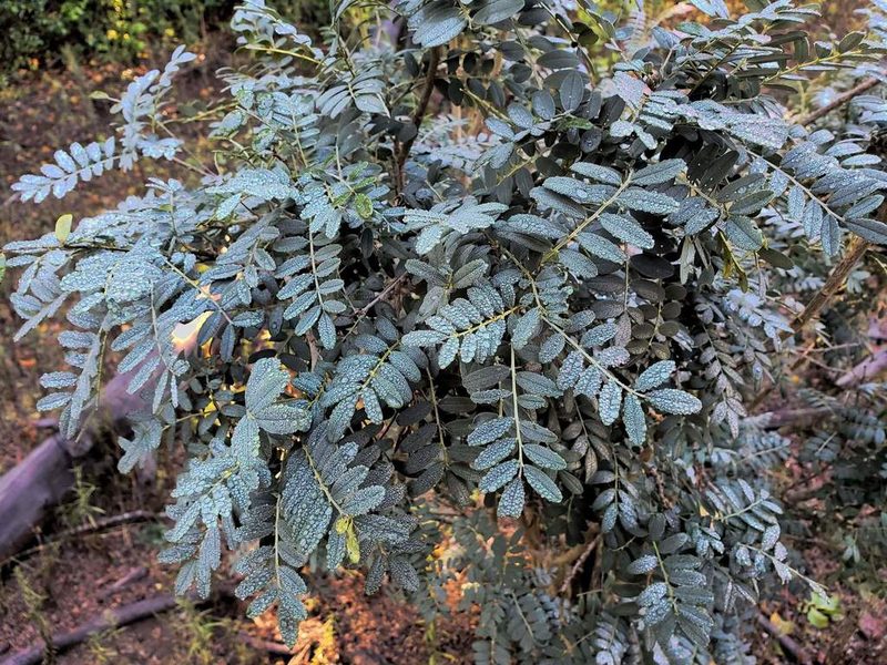 Sophora macrocarpa, photographed by Cesar Ormazabal