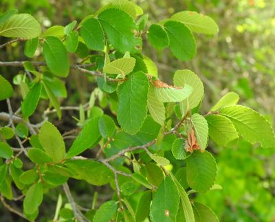 Ulmus crassifolia, photographed by saltyhiker