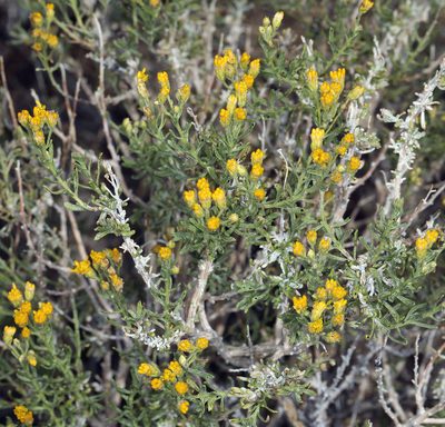 Ericameria cooperi, photographed by Steve Matson