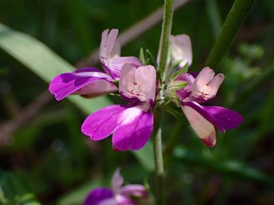 Collinsia heterophylla, photographed by Cricket Raspet