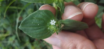 Richardia brasiliensis, photographed by Fede y Vani