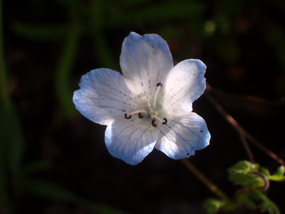 Nemophila menziesii