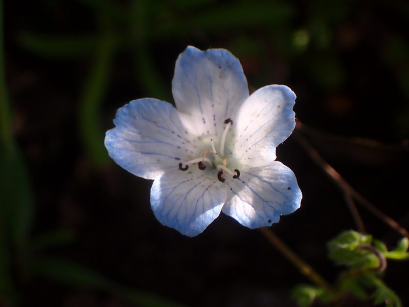 Nemophila menziesii, photographed by Cricket Raspet