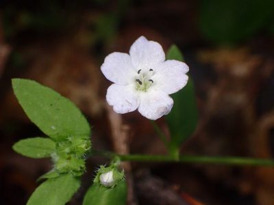 Nemophila heterophylla, photographed by Cricket Raspet