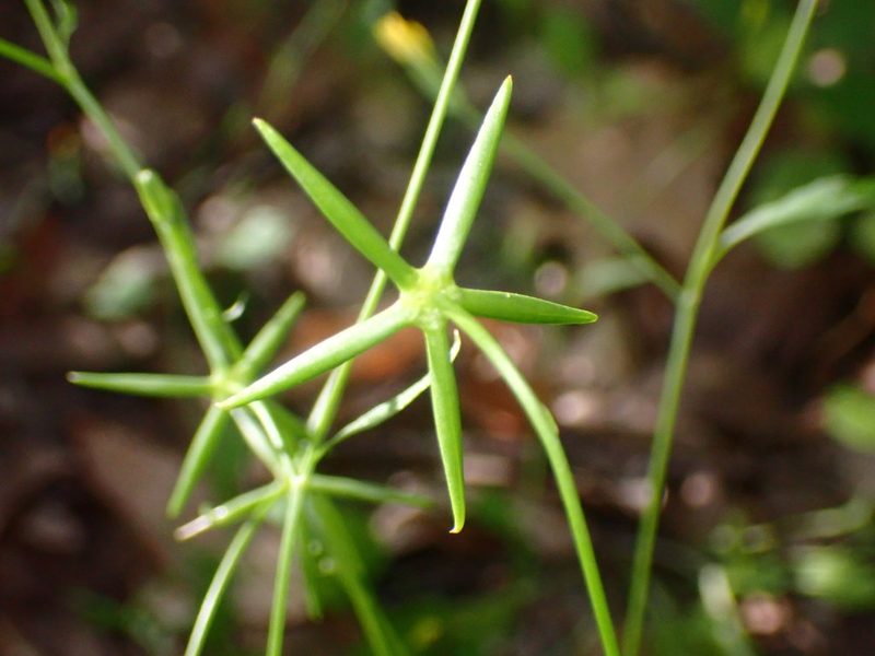 Rhagadiolus stellatus, photographed by Cricket Raspet