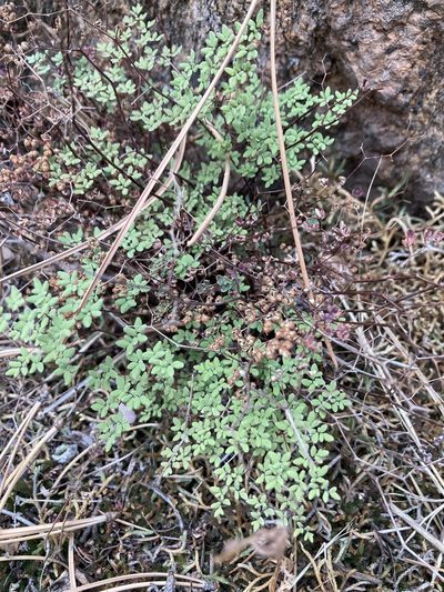 Argyrochosma fendleri, photographed by Anders Hastings