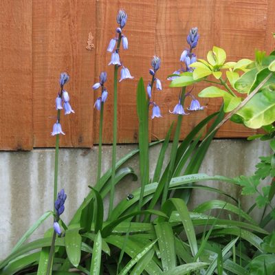 Hyacinthoides hispanica, photographed by Andy Slater
