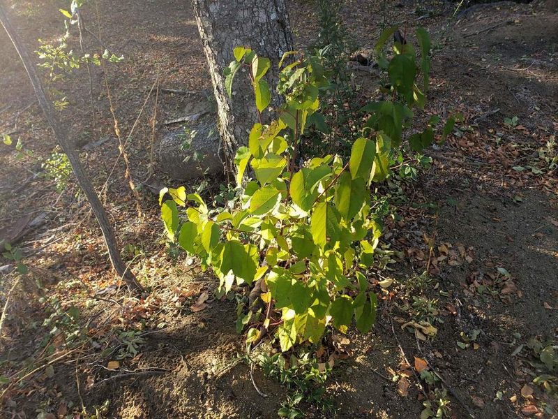 Aristotelia chilensis, photographed by Cesar Ormazabal
