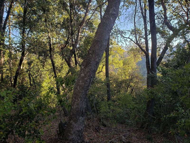 Nothofagus obliqua, photographed by Cesar Ormazabal