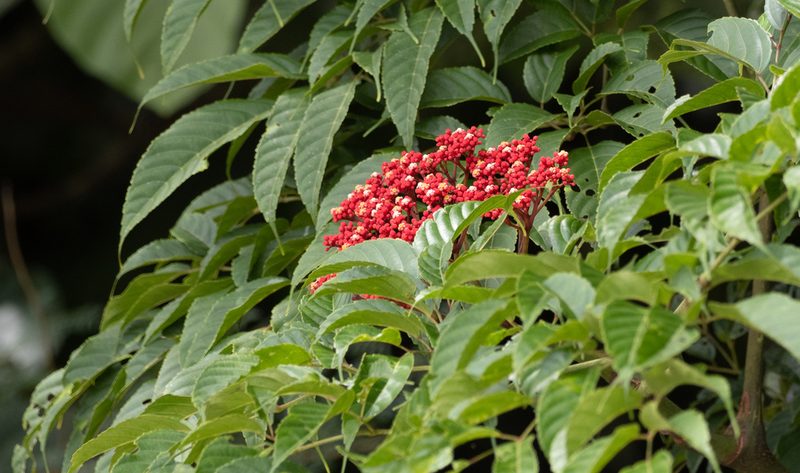 Leea guineensis, photographed by Forest Botial-Jarvis