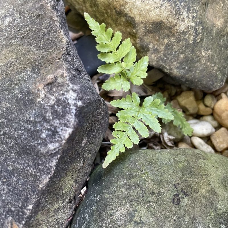 Dryopteris erythrosora, photographed by northerly