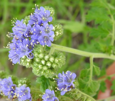 Phacelia congesta