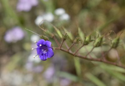 Phacelia minor, photographed by velodrome