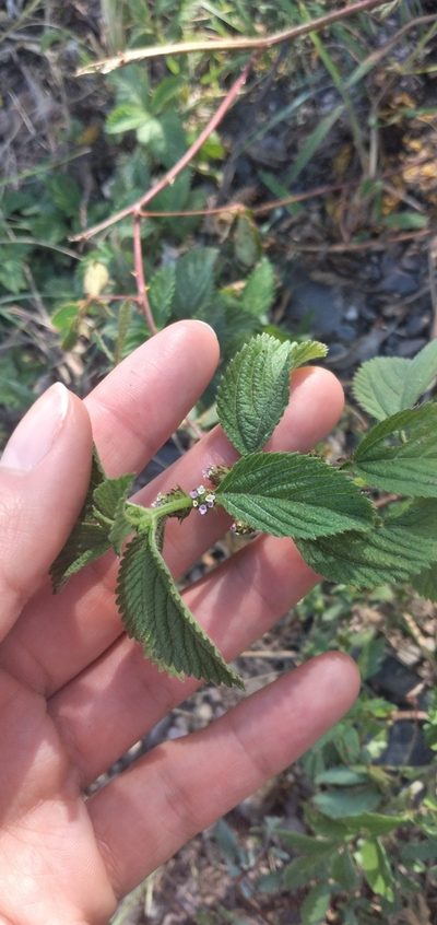 Lippia suffruticosa, photographed by Fede y Vani