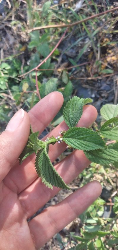 Lippia suffruticosa, photographed by Fede y Vani