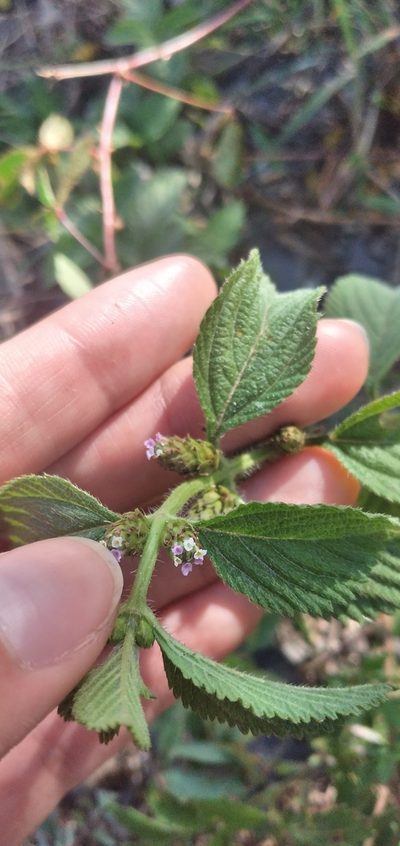 Lippia suffruticosa, photographed by Fede y Vani