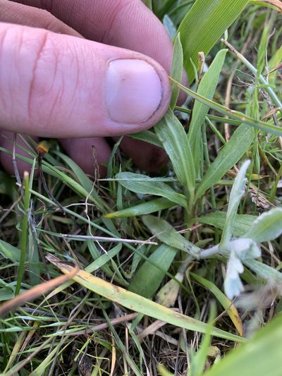 Sericocarpus rigidus, photographed by Spencer Quayle