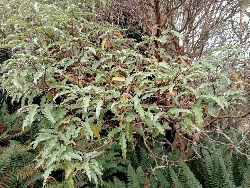 Olearia ilicifolia, photographed by John Barkla