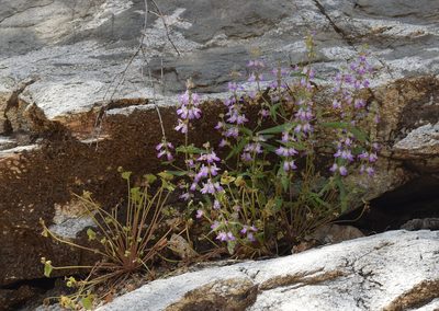 Collinsia heterophylla, photographed by velodrome
