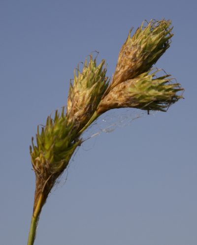 Carex bicknellii, photographed by aarongunnar