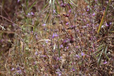Collinsia heterophylla, photographed by velodrome