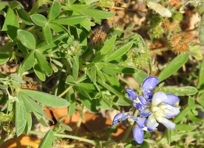 Lupinus texensis, photographed by saltyhiker