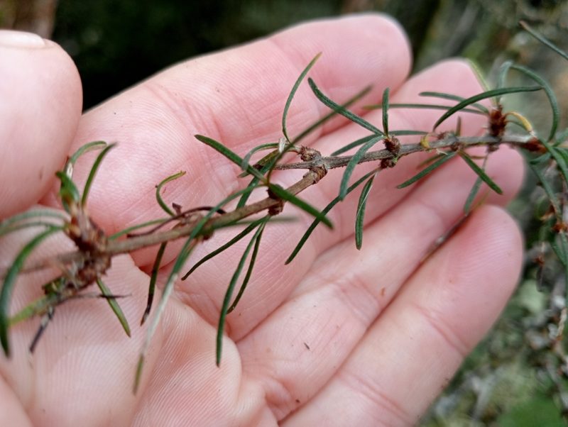 Olearia lineata, photographed by John Barkla