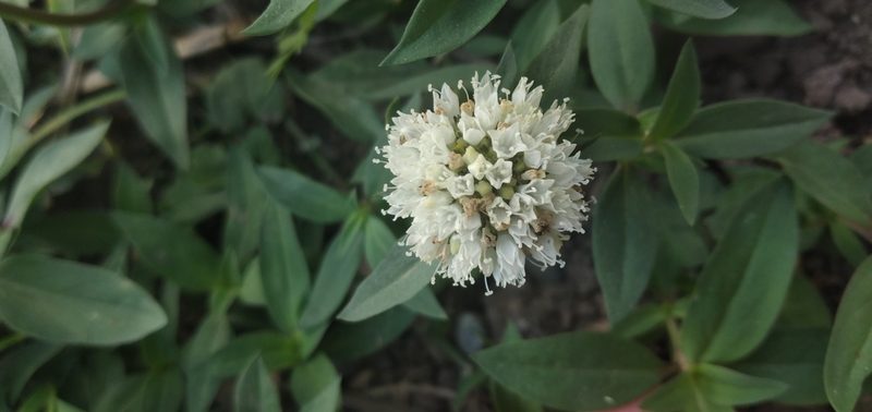 Spermacoce verticillata, photographed by Fede y Vani